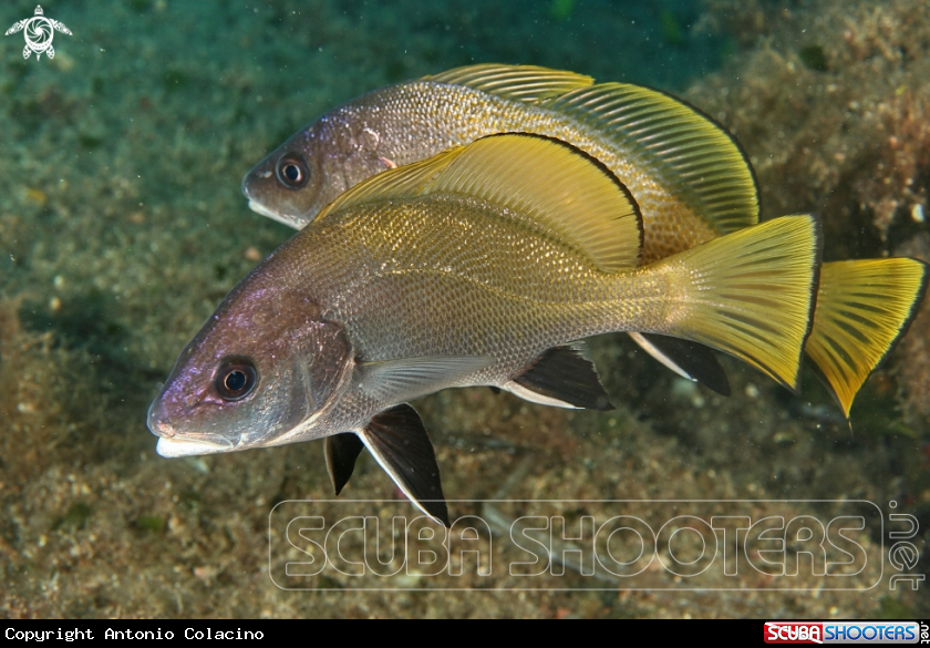 A Corvina