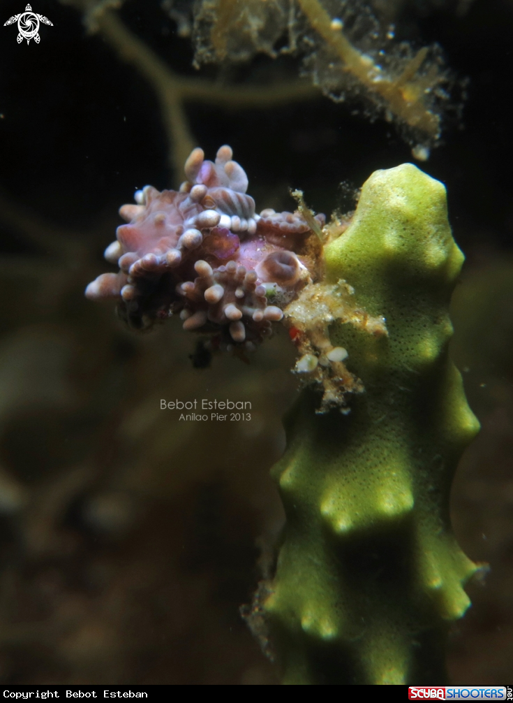 A Decorator Crab