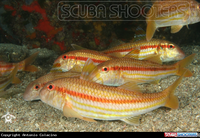 A Triglia di scoglio-Goat fish