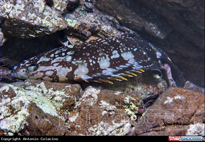 A Cernia bruna-Brown grouper