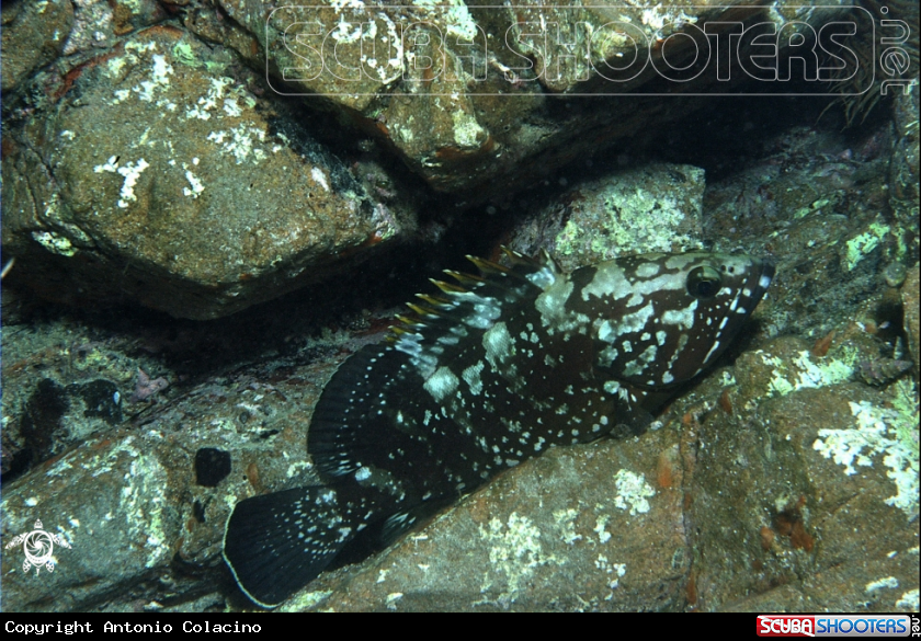 A Cernia bruna-Brown grouper