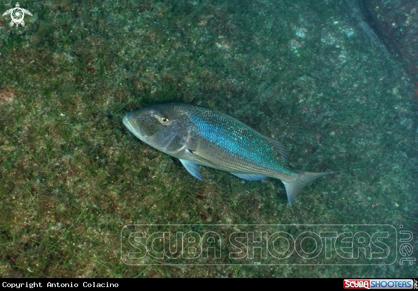 A Dentice-Snapper