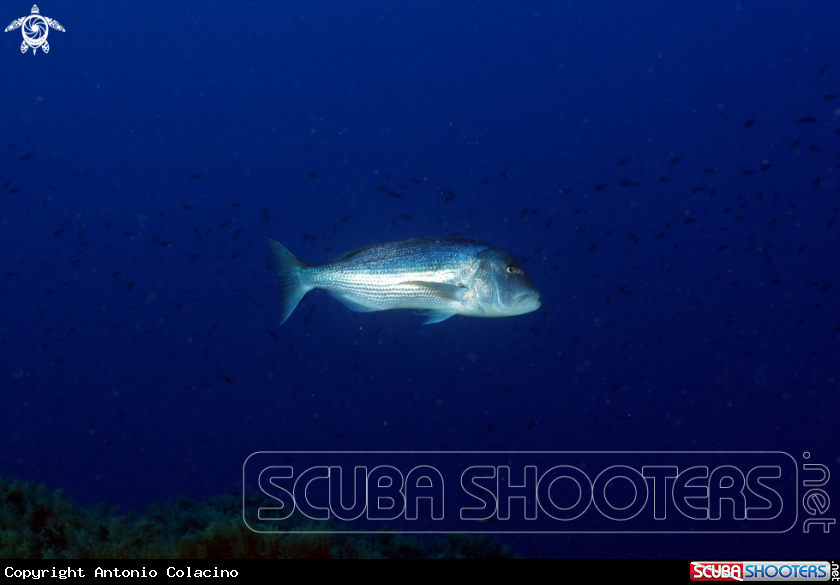 A Dentice-Snapper