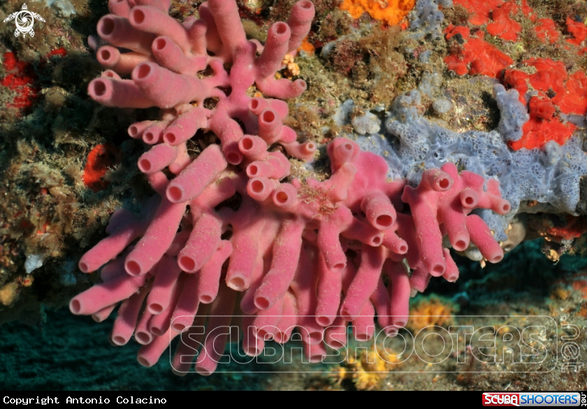 A Spugna-Sea sponge