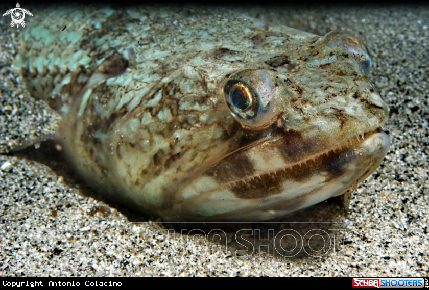A Pesce lucertola-Lizard fish
