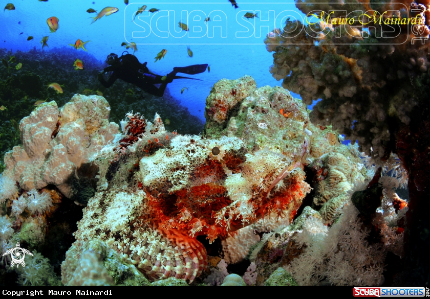 A Scorpionfish