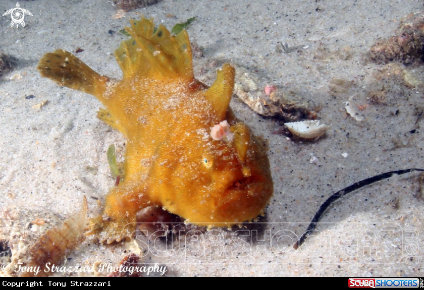 A Striped anglefish