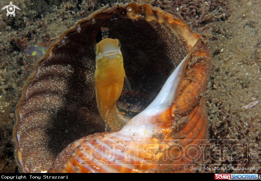 A Brown Sabretooth Blenny 