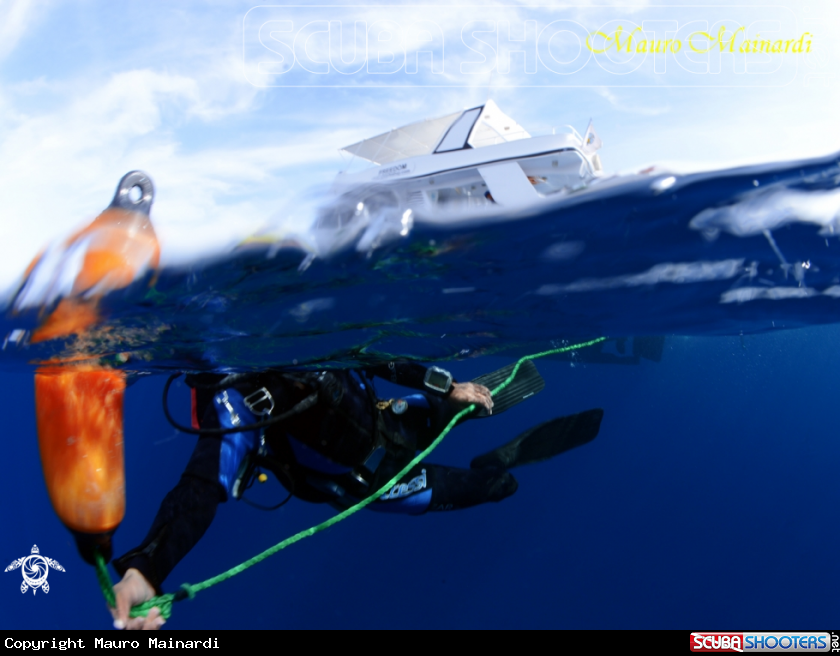 A Diver in action!