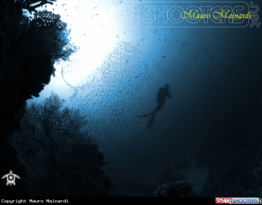 A The great blue