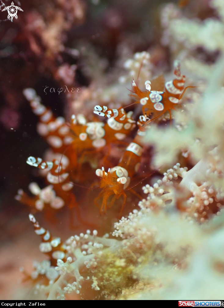 A Squat Shrimp