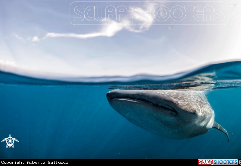 A Whale shark