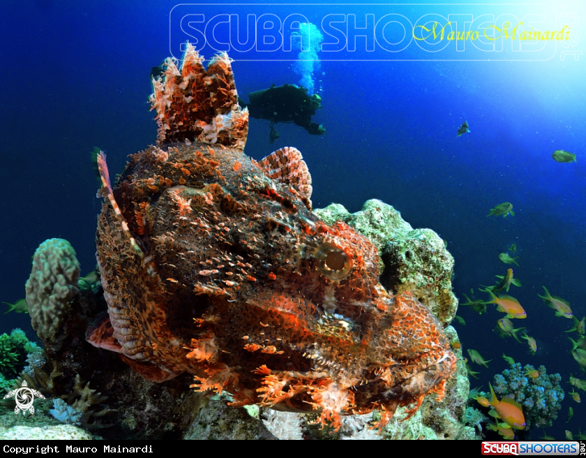 A Scorpionfish
