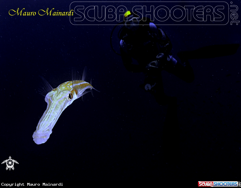 A Trumpetfish