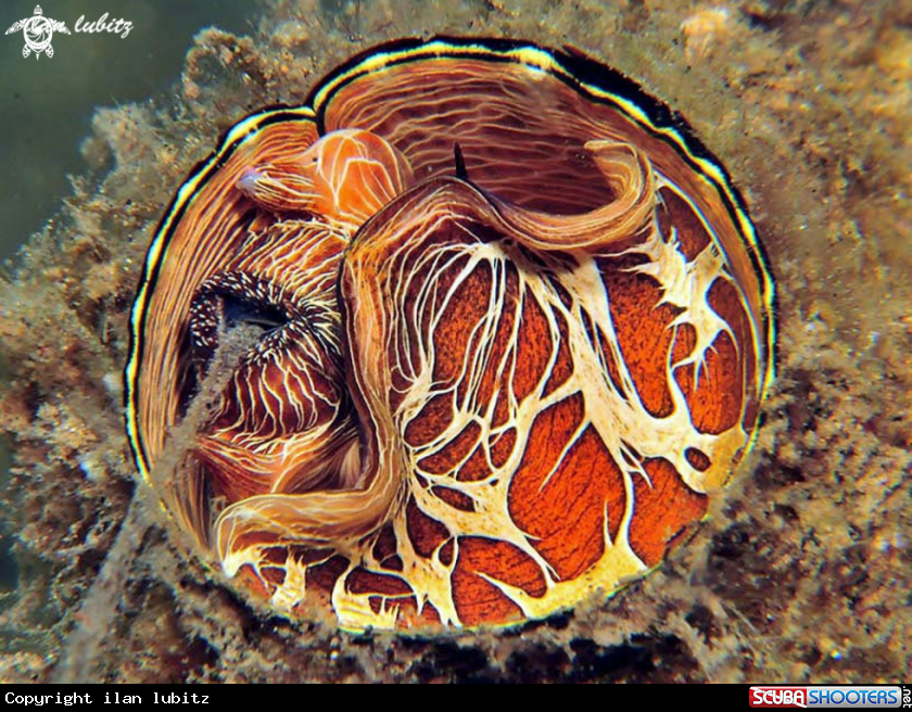 A Worm Snail 
