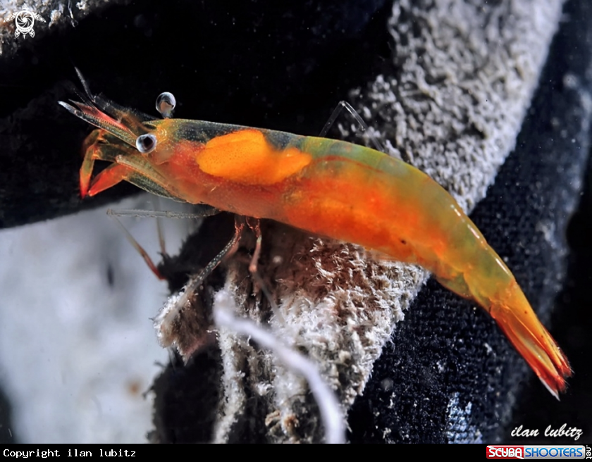 A Shrimp
