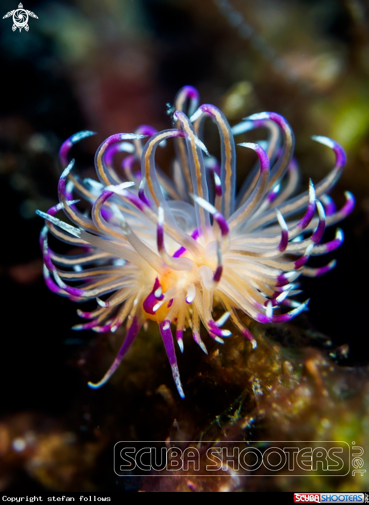 A Nudibranch