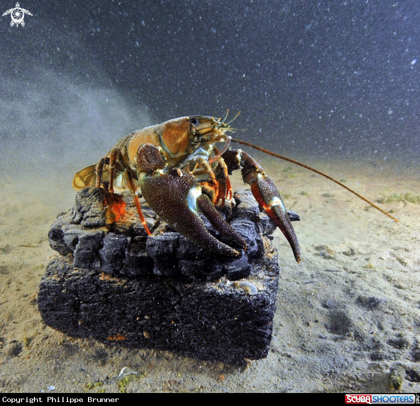 A crayfish
