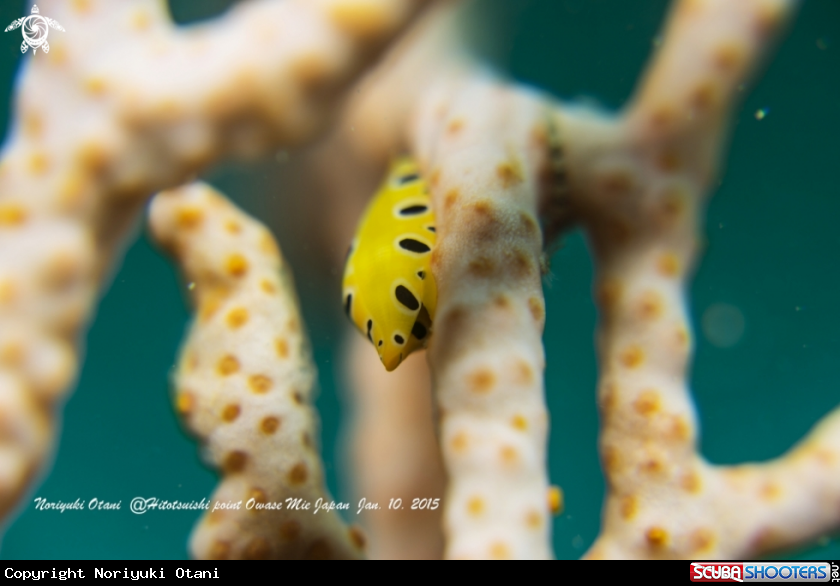 A shell