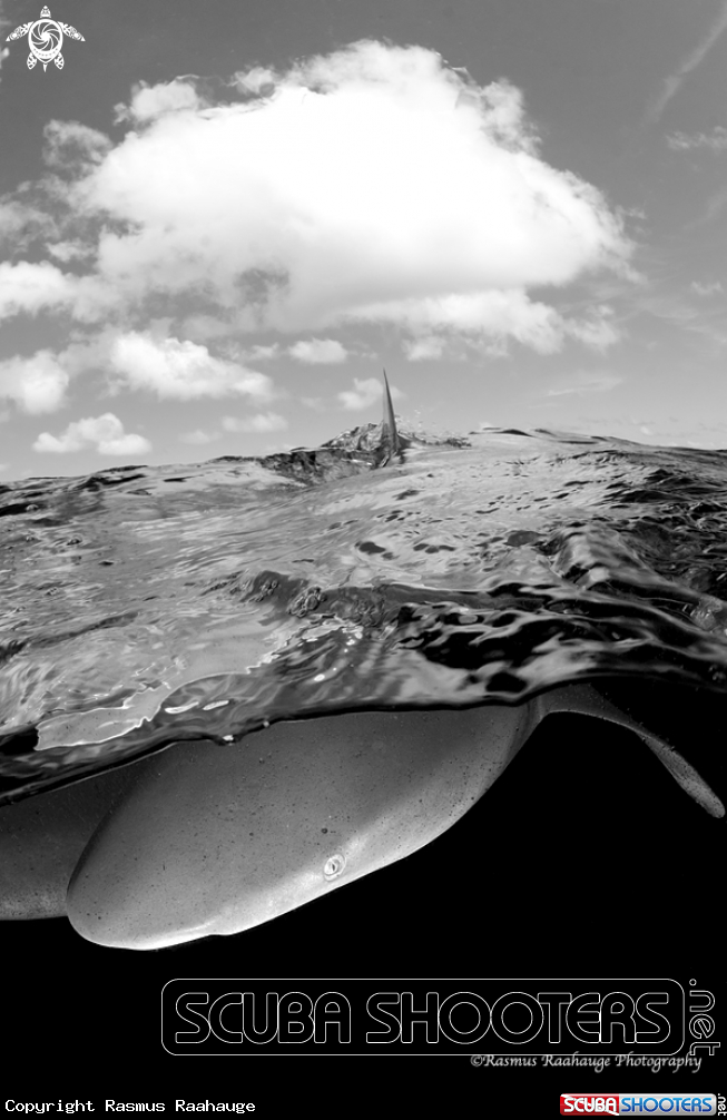A Oceanic white tip shark