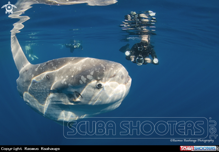 A Mola Mola