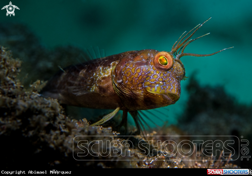 A Seaweed Blenny