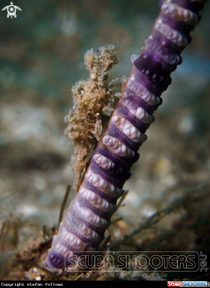A Sea Pen Shrimp