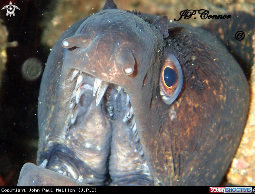 A Mediterranean moray