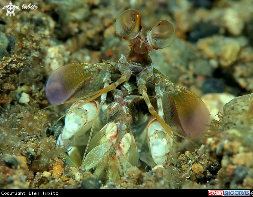 A Mantis Shrimp
