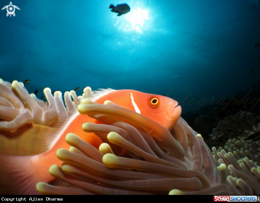 A clown fish 