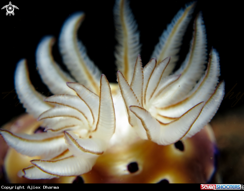 A hypselodoris triyoni 