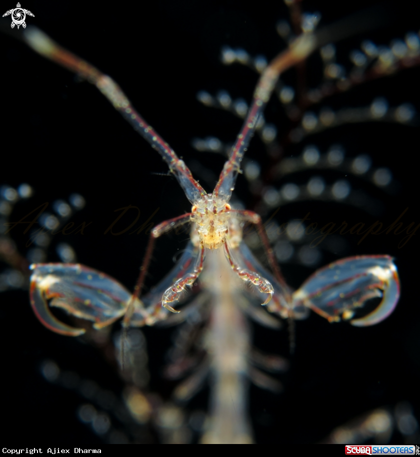 A skeleton shrimp 