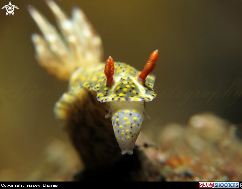 A hypselodoris kanga