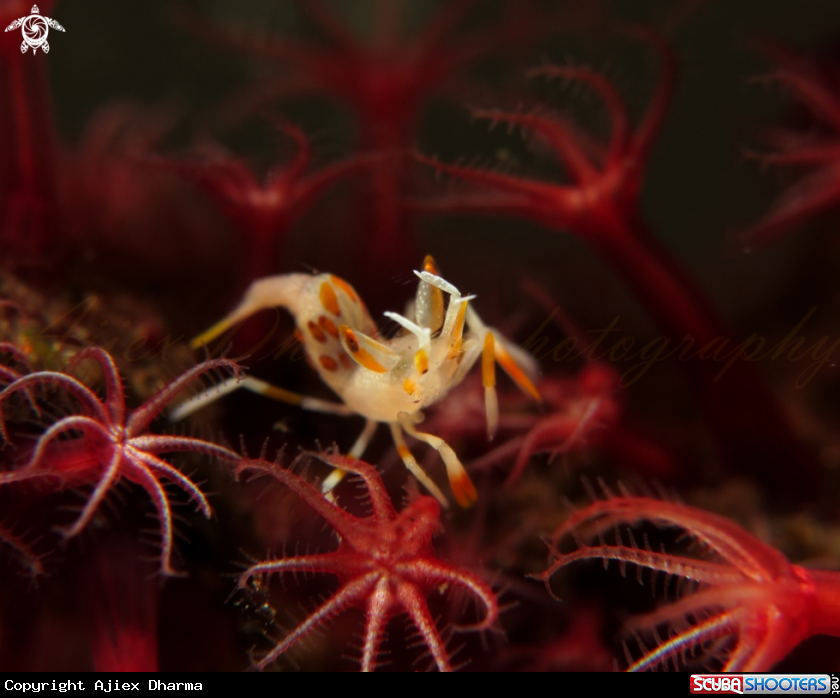 A tiger shrimp 