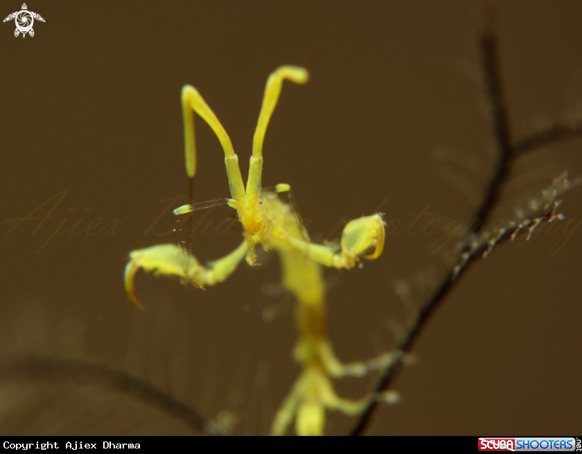 A skeleton shrimp 