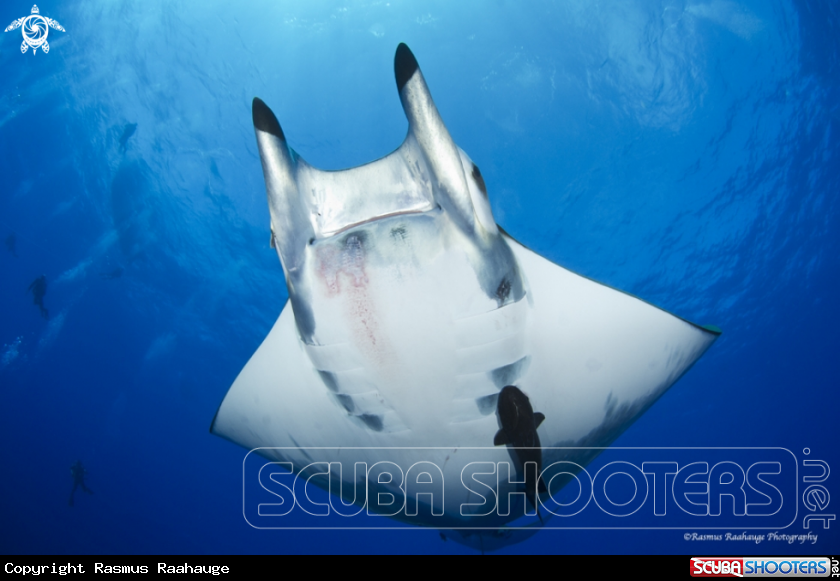 A Mobula Tarapacana 