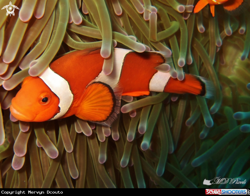 A Clownfish