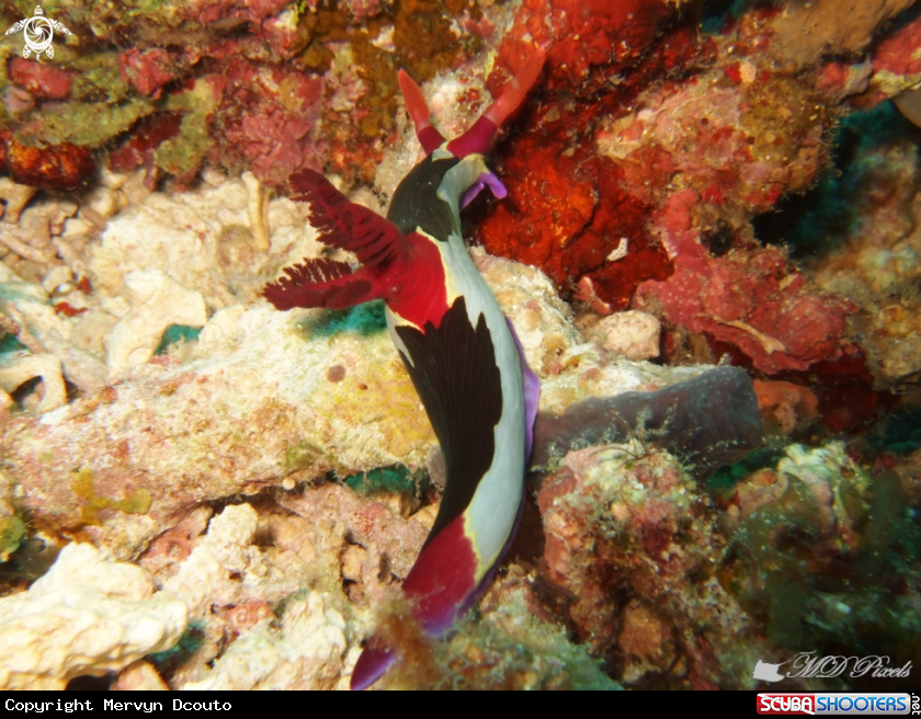 A Chamberlain's Nembrotha