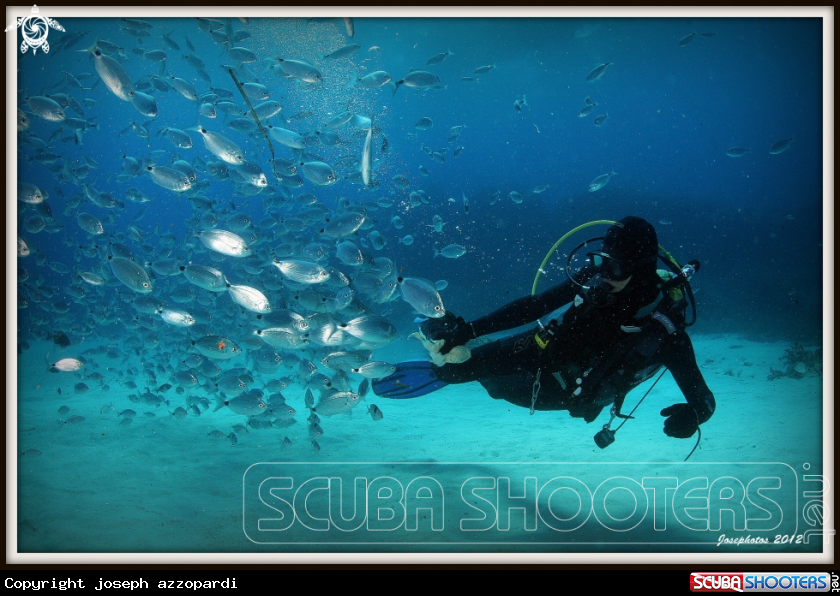 A Diver