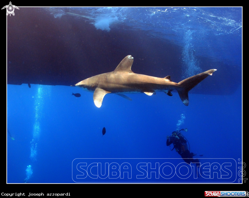 A Oceanic black tip shark