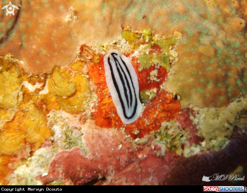 A Striped Phyllidiopsis