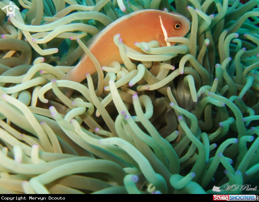 A Pink Skunk clownfish