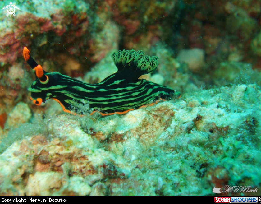A kubaryana's Nembrotha