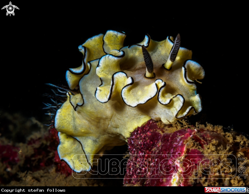 A Nudibranch
