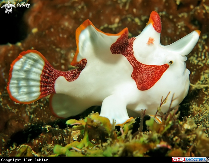 A Warty Frogfish