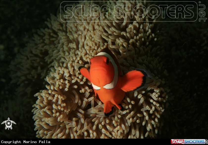 A anemone fish