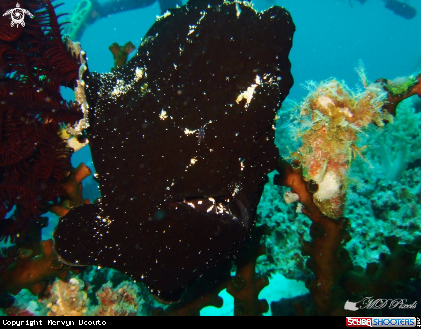 A Giant Frogfish