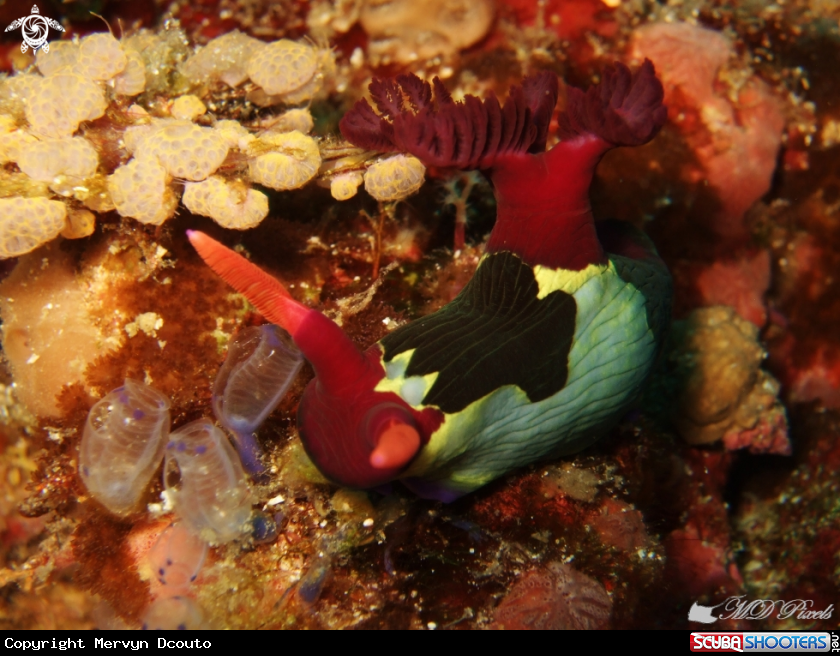 A Chamberlain's Nembrotha