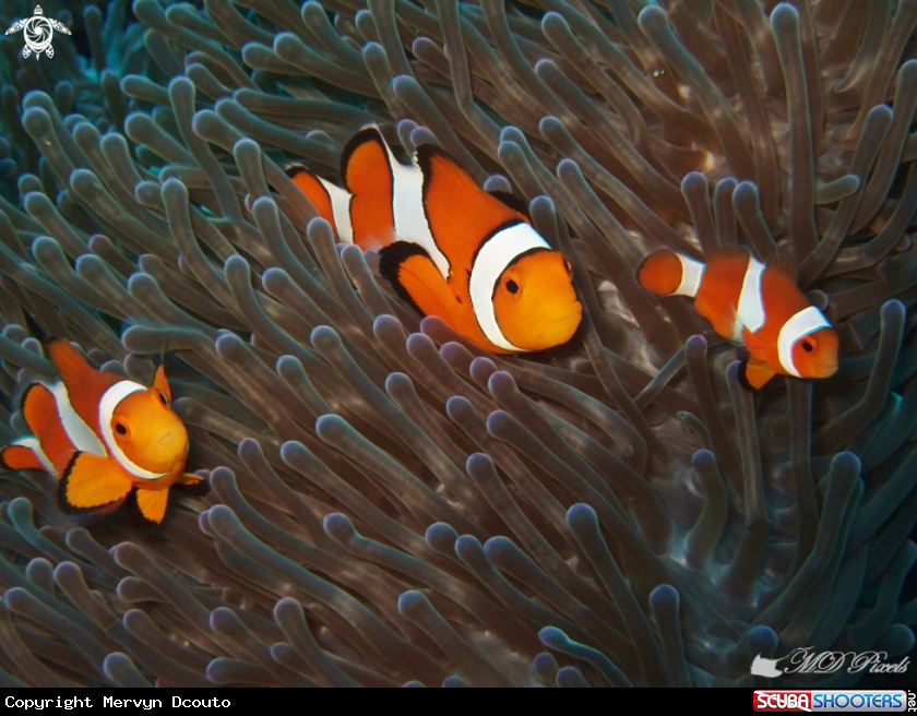 A Clown Anemonefish