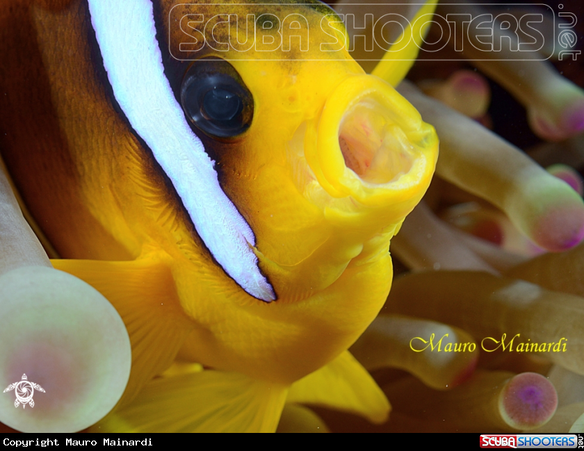 A Clown fish